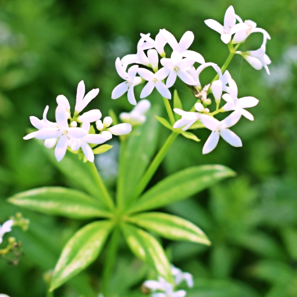 Galium odoratum - Aspérule odorante - Petit Muguet - Plantes couvre-sol