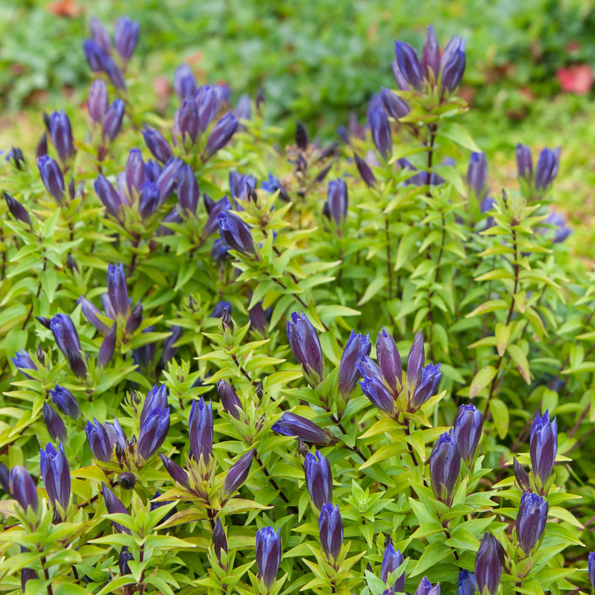 Gentiane chinoise d'automne - Gentiana septemfida - Bakker