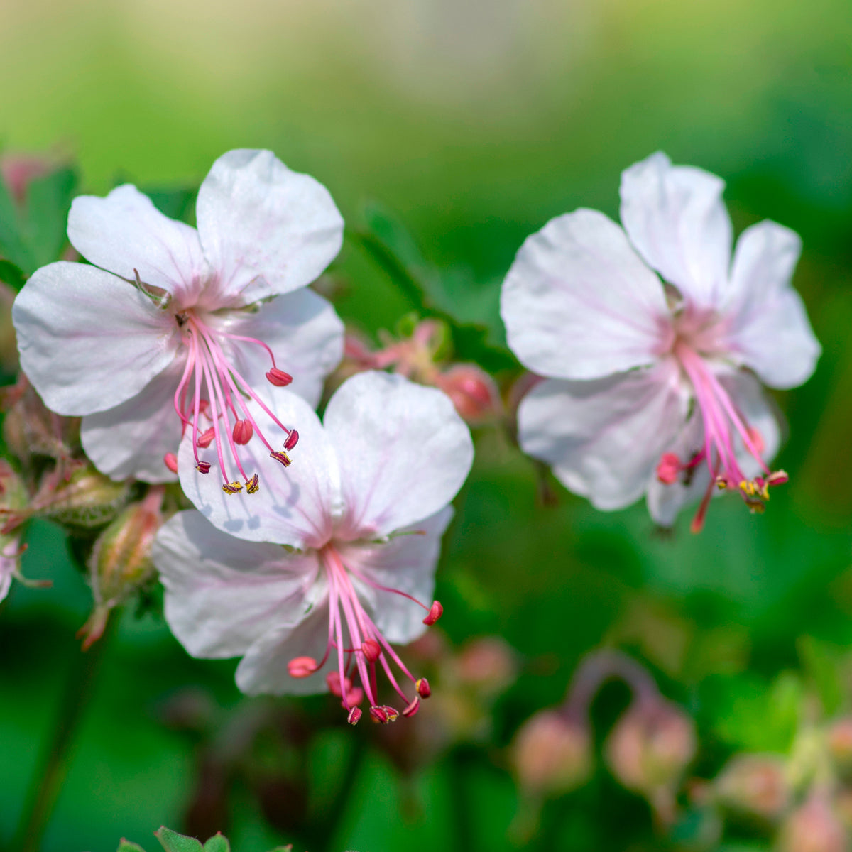 Géranium vivace sanguins Album - Geranium x cantabrigiense st ola - Bakker