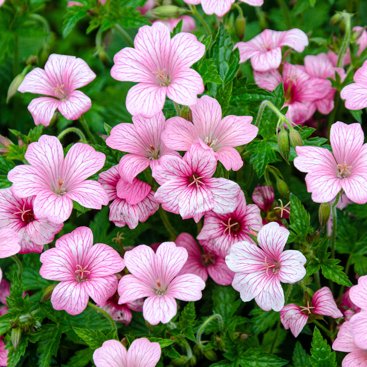Géraniums - Géranium vivace d'Endress - Geranium endressii