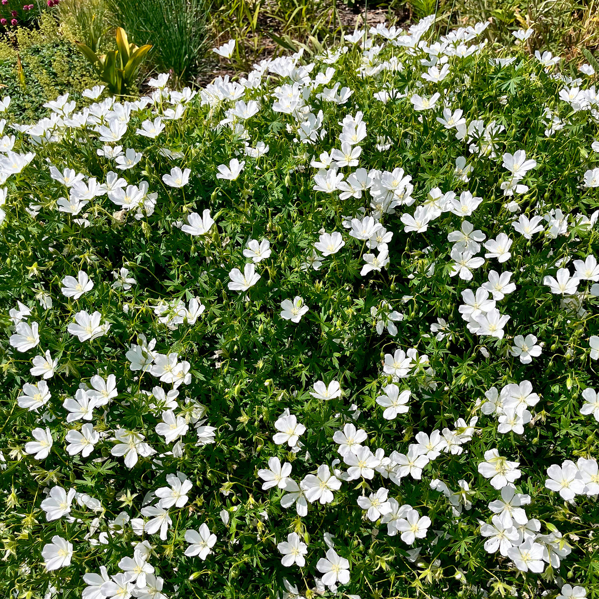 Géranium vivace Album - Geranium sanguineum Album - Bakker