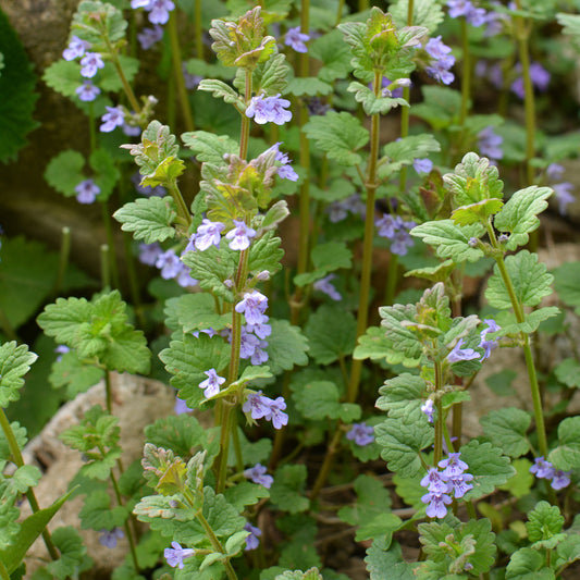Lierre terrestre - Bakker