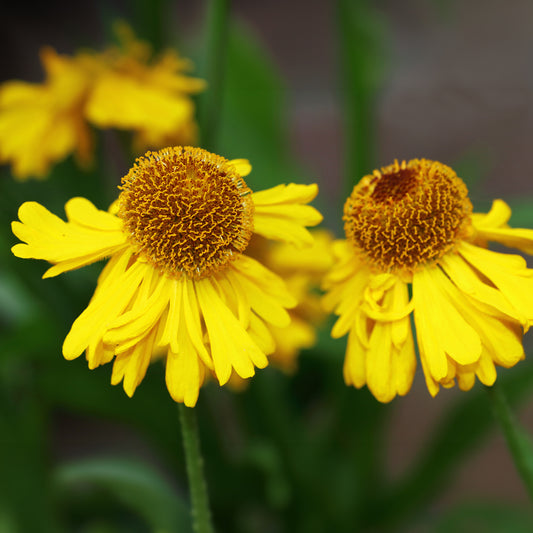 Hélénie d'automne Pumilum Magnificum - Bakker
