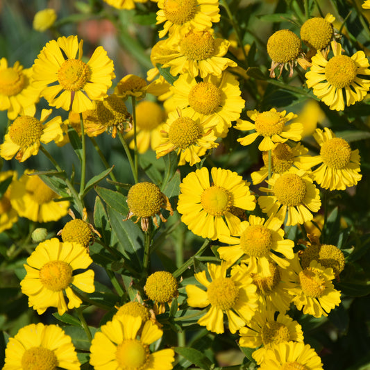 Hélénie Kanaria - Bakker