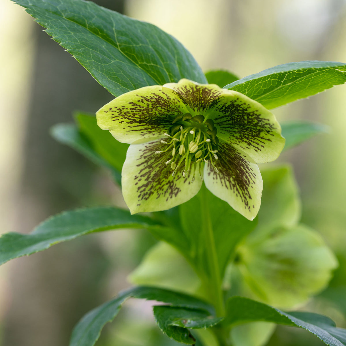 Hellébore - Rose de Noël - Hellébore d'Orient vert-moucheté - Helleborus orientalis Green Spotted
