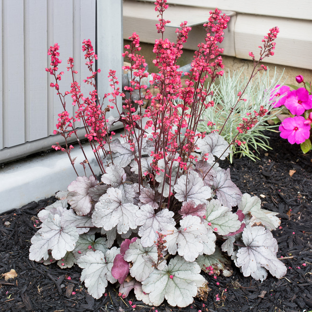 Heuchère Silver Gumdrop - Heuchera silver gumdrop ( dolce series ) - Bakker