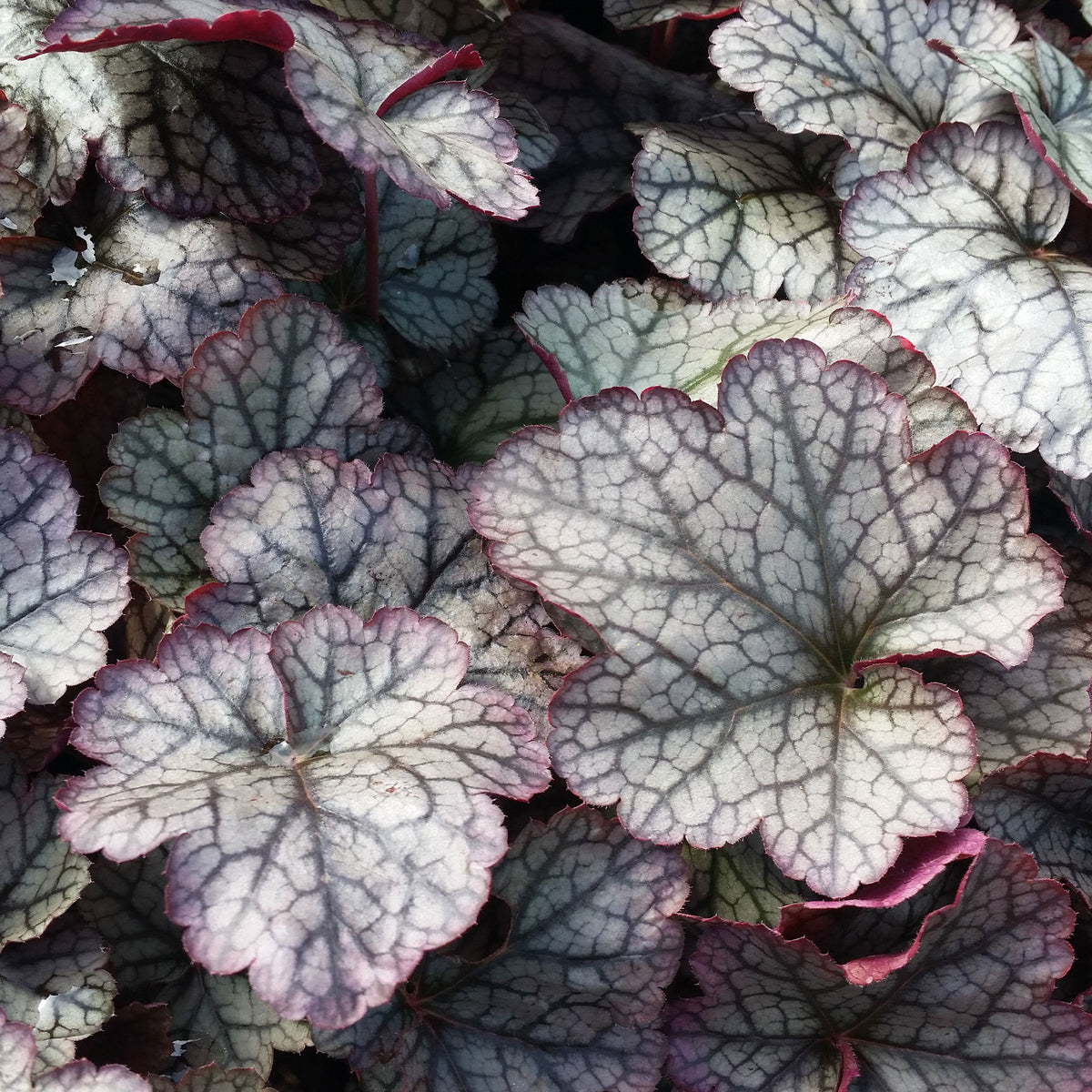 Heuchère - Heuchère Silver Scrolls - Heuchera Silver Scrolls
