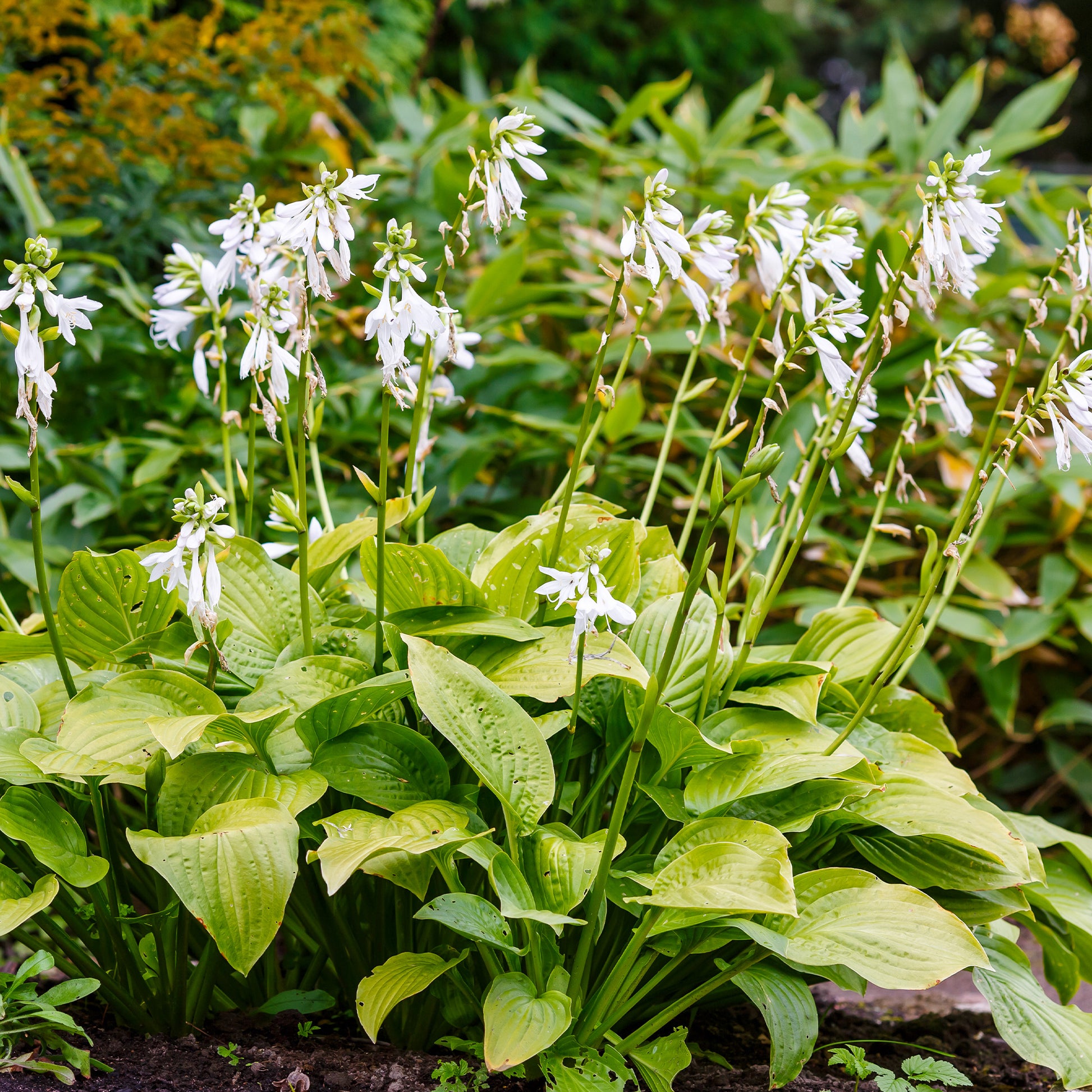 Hosta hybride royal standard - Hosta Royal Standard - Hosta