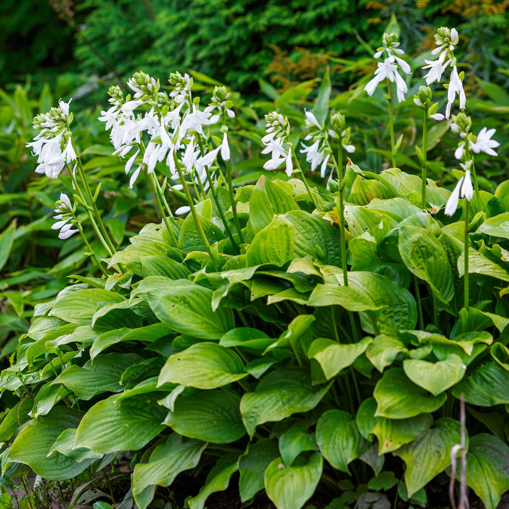 Hosta Royal Standard - Bakker