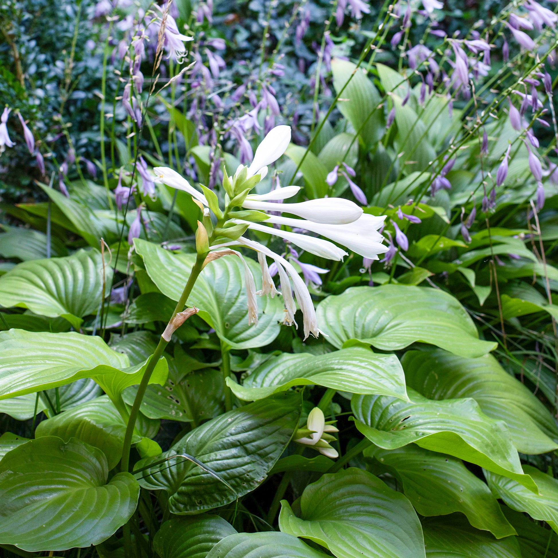 Hosta Royal Standard - Hosta hybride royal standard - Bakker
