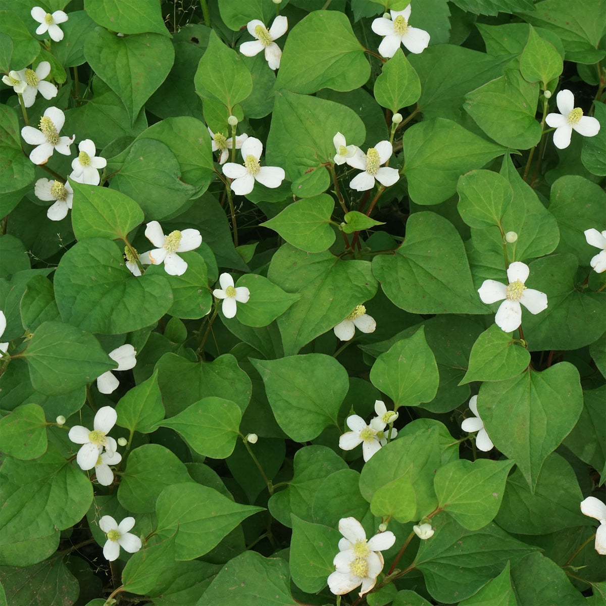 Poivrier de Chine - Houttuynia - Houttuynia cordata - Bakker
