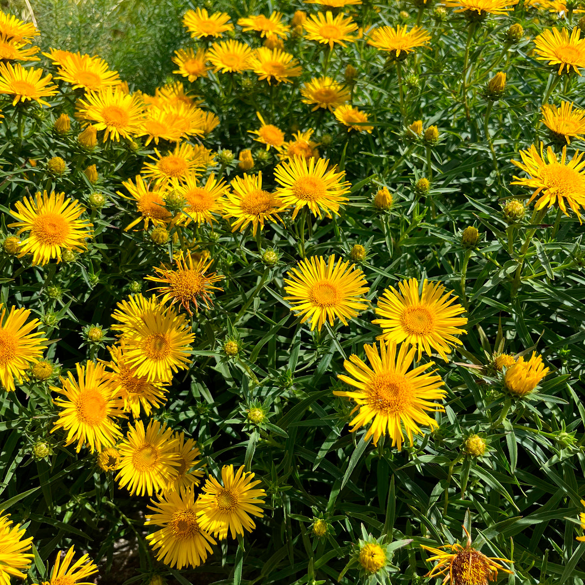 Inula ensifolia - Aunée à feuille en épée - Vivaces fleuries