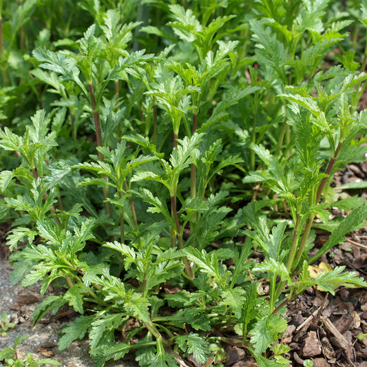 Verveine officinale - Bakker