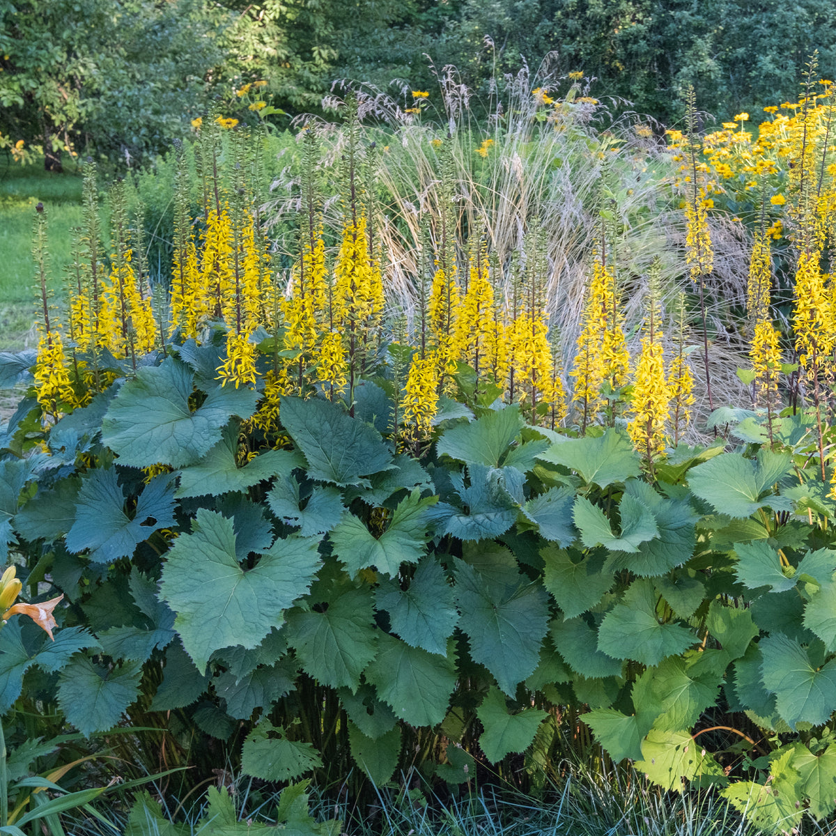 Ligulaire du Shavalski The Rocket - Ligularia stenocephala the rocket - Bakker