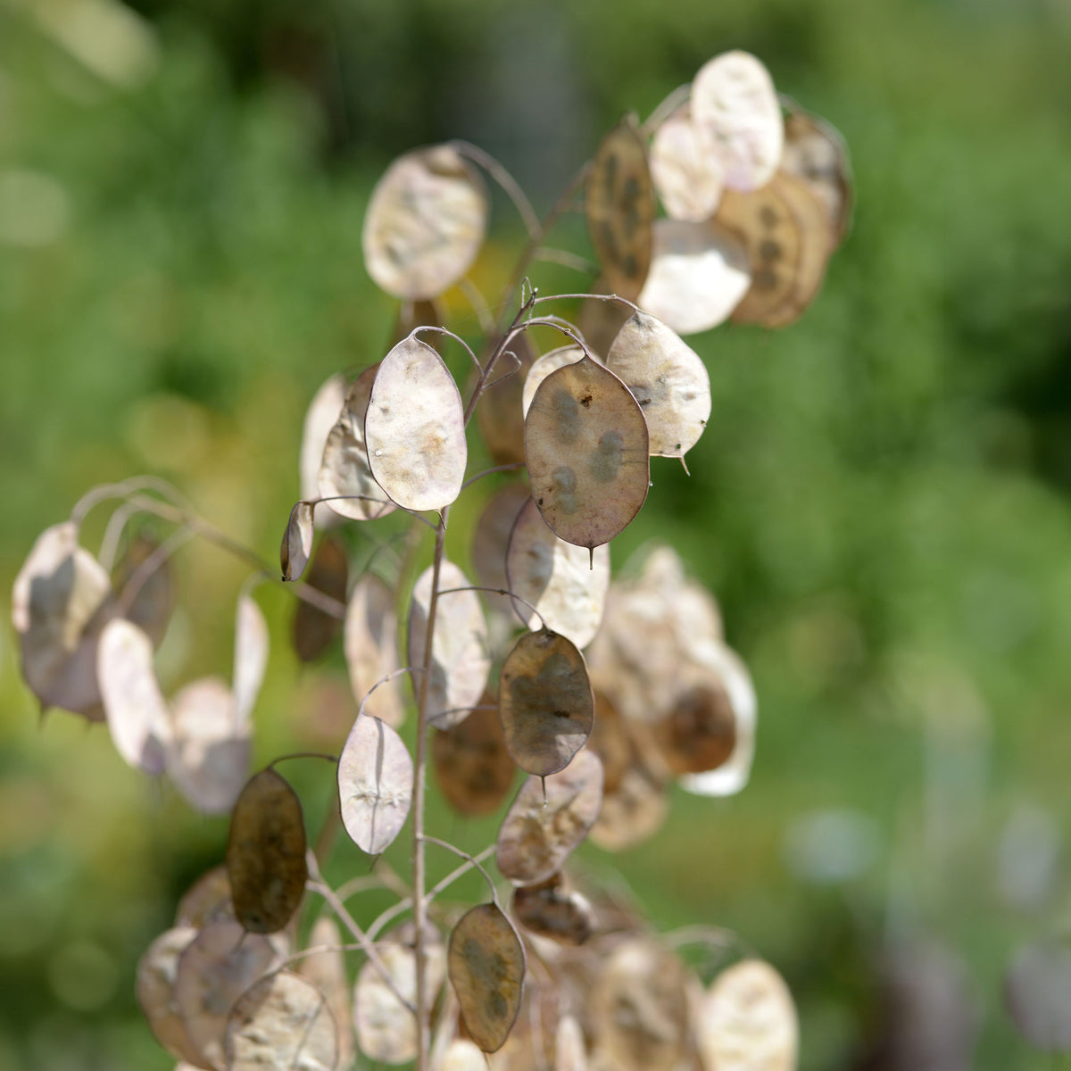 Monnaie du Pape à fleurs blanches - Lunaria annua albiflora - Bakker
