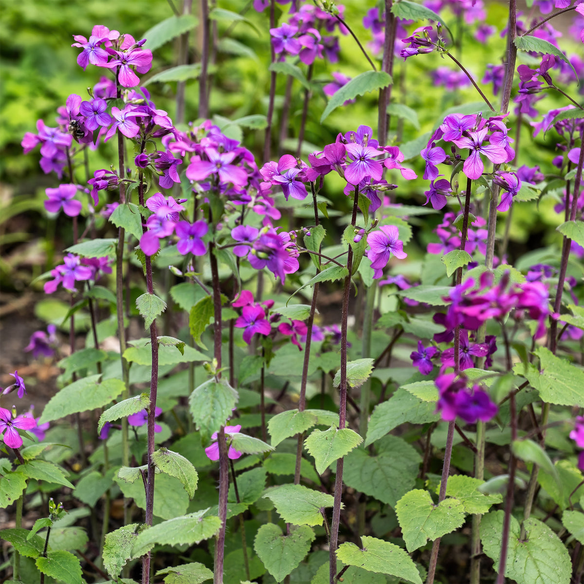 Vente Monnaie du pape - Lunaria annua