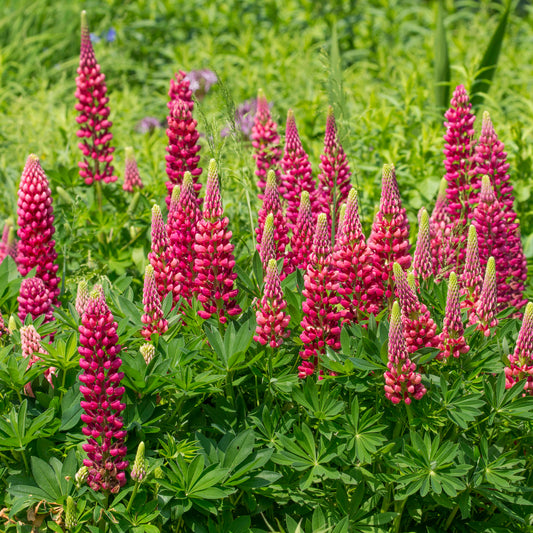 Lupin Gallery Red - Bakker