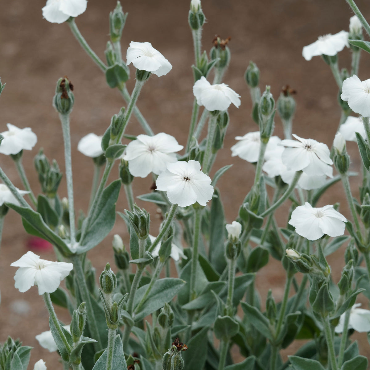 Coquelourde des jardins blanches - Bakker