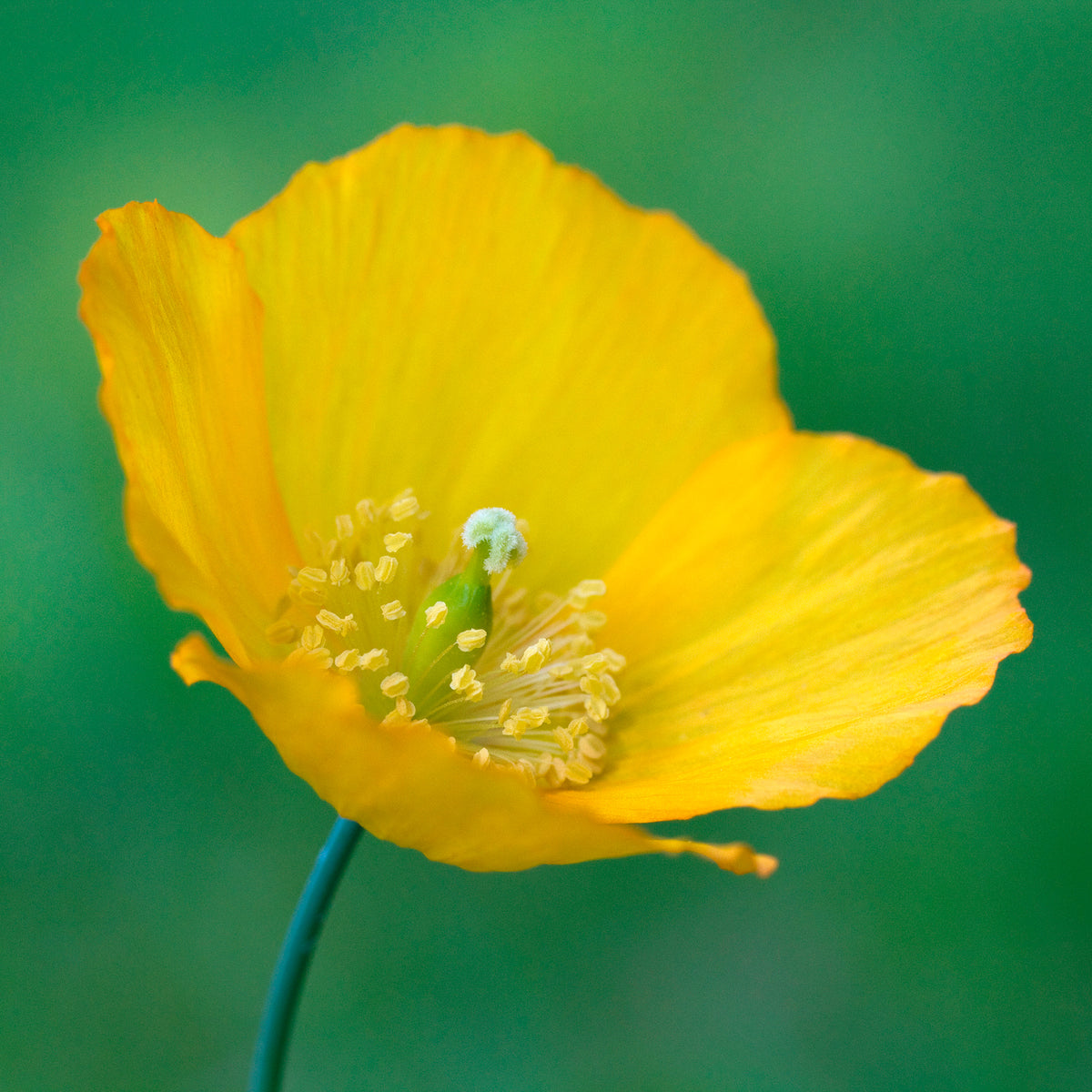 Pavot du Pays de Galles - Meconopsis cambrica - Bakker