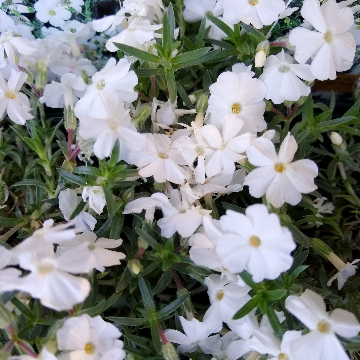 Phlox nain White Admiral - Bakker