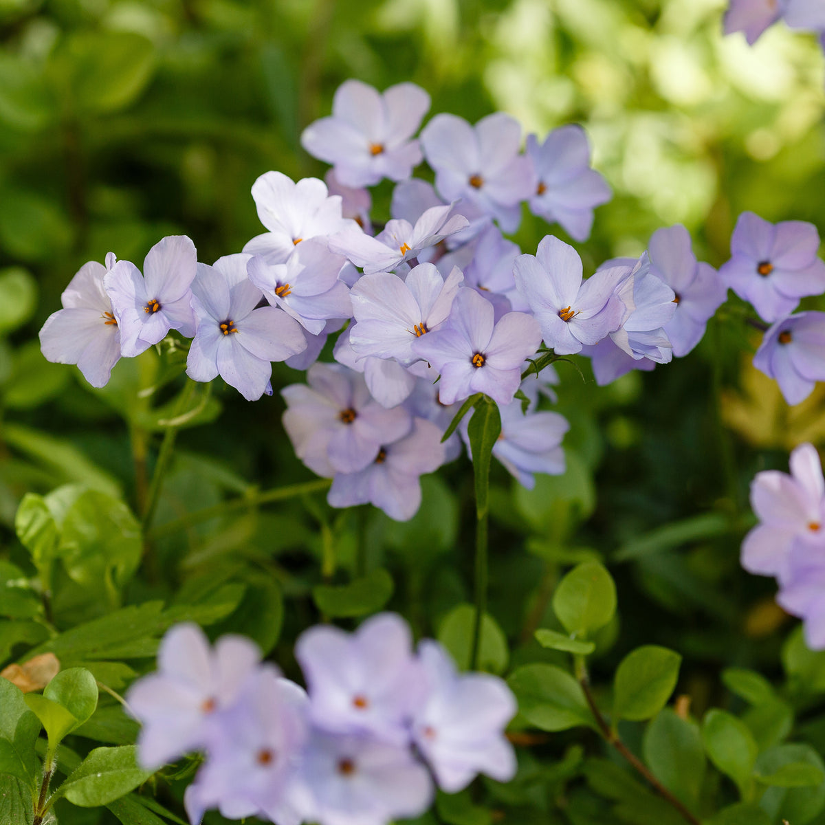 Phlox rampant Blue Ridge - Bakker