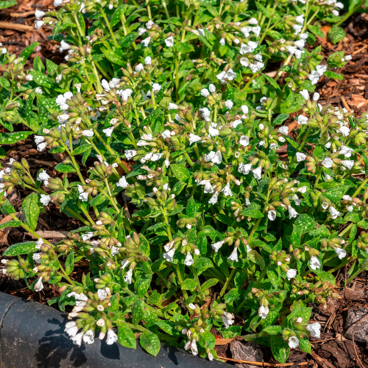 Pulmonaire officinale Sissinghurst White - Bakker