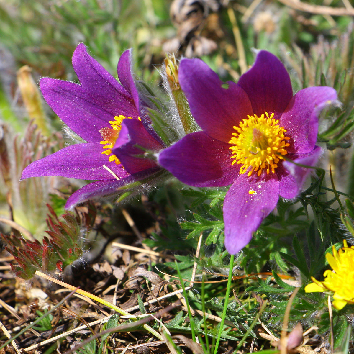 Anémone pulsatille - Pulsatilla vulgaris - Bakker