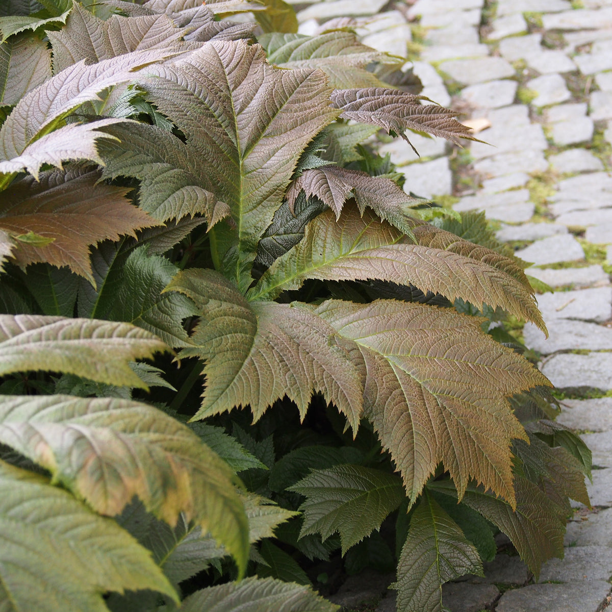 Rodgersia - Rodgersia à feuilles larges - Rodgersia podophylla