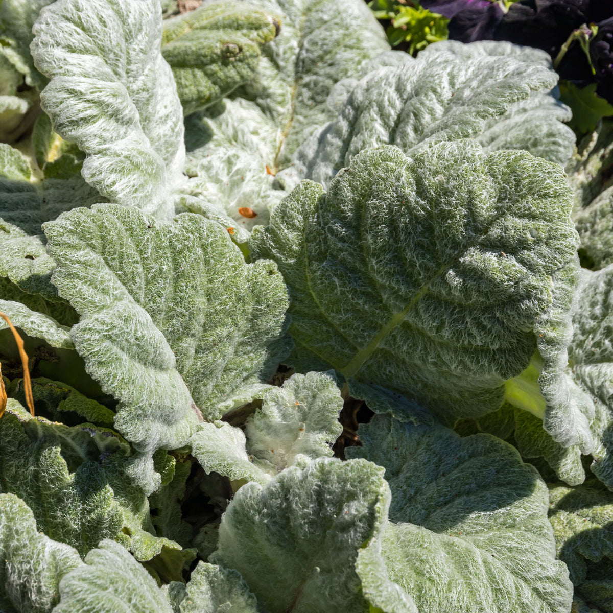 Vente Sauge argentée - Salvia argentea