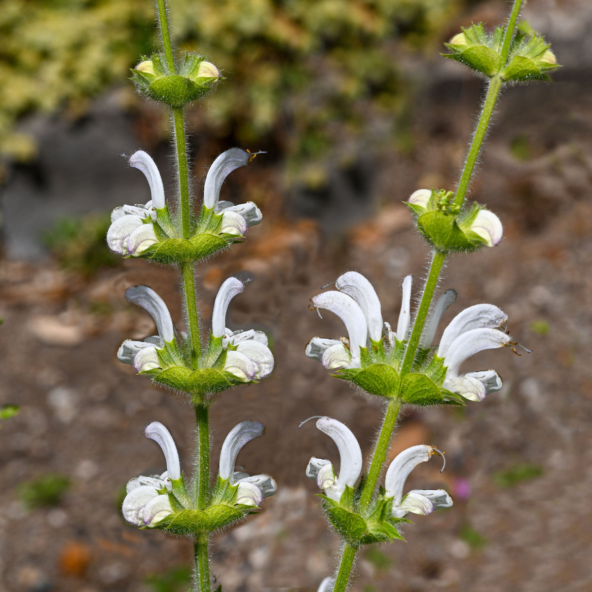 Sauges - Sauge argentée - Salvia argentea