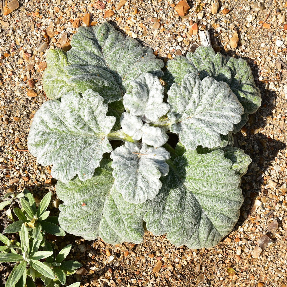 Salvia argentea - Sauge argentée - Sauges