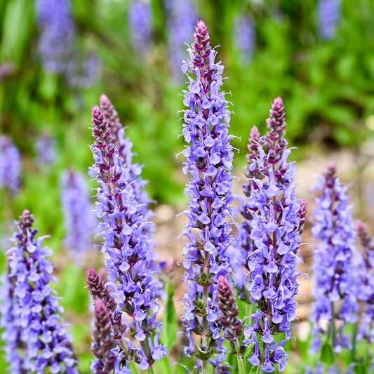 Sauge des bois Blauhügel - Bakker