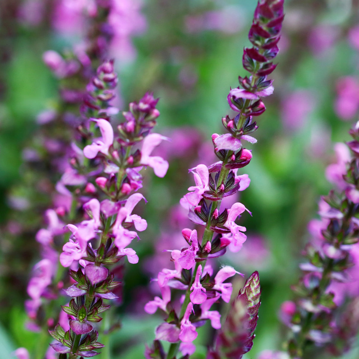 Salvia nemorosa Rose Queen (rosakönigin) - Sauge des bois Rose Queen - Sauges