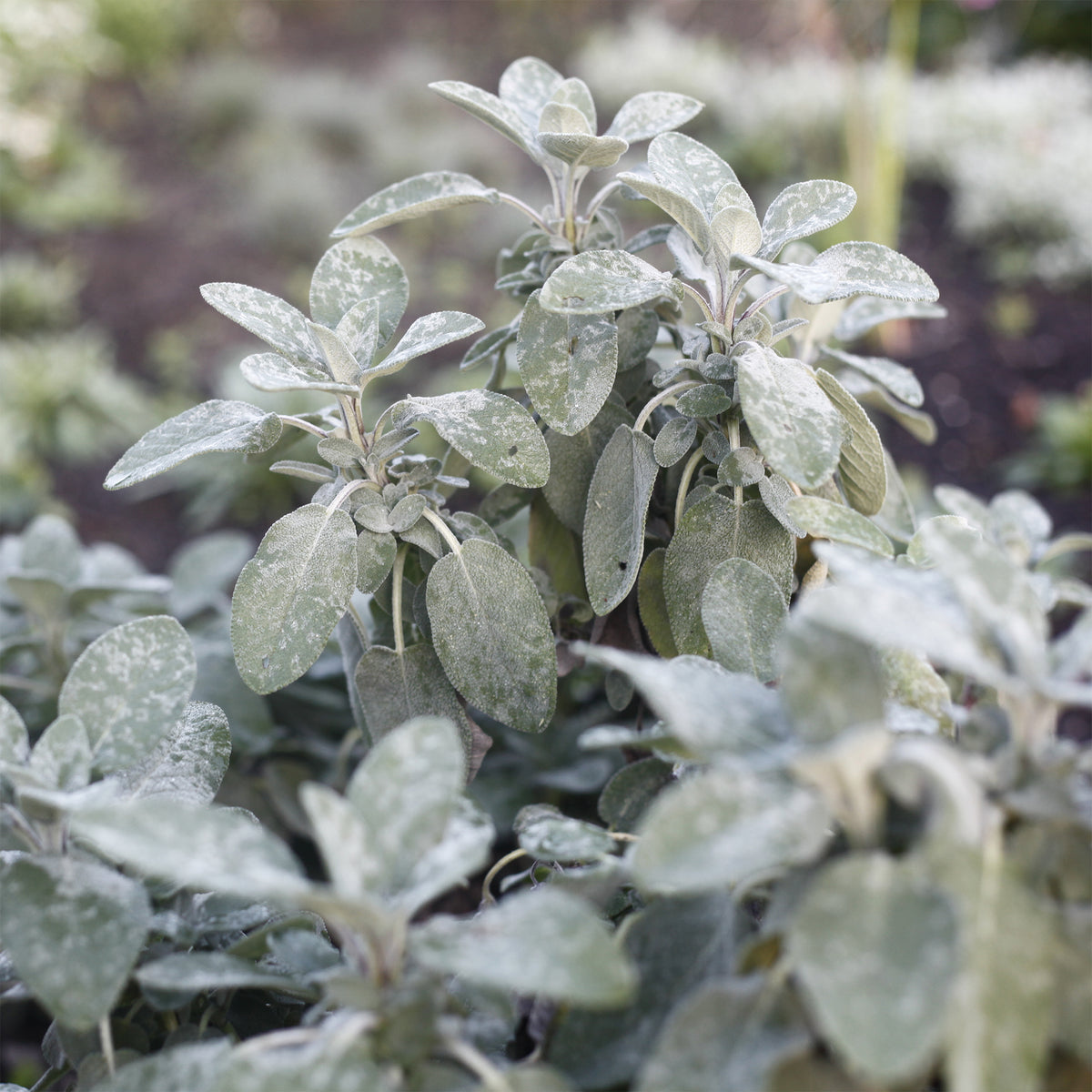 Sauge officinale Berggarten - Salvia officinalis berggarten - Bakker