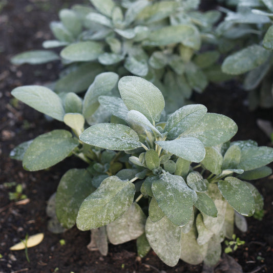 Sauge officinale Berggarten - Bakker