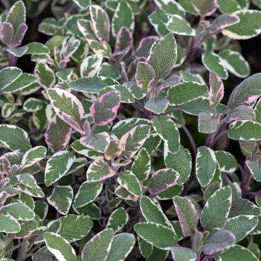 Sauge officinale Tricolor