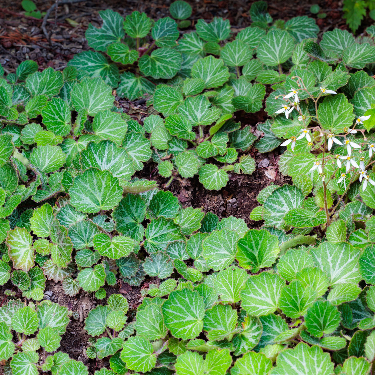 Saxifraga stolonifera cuscutiformis - Saxifrage à stolons Cuscutiformis - Saxifrage