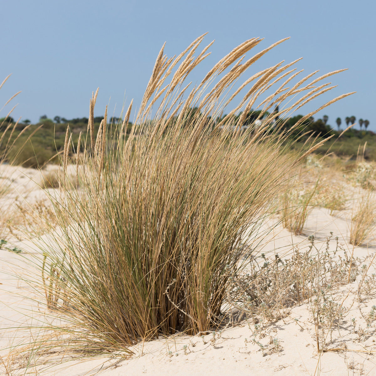 Oyat Roseau des sables - Bakker