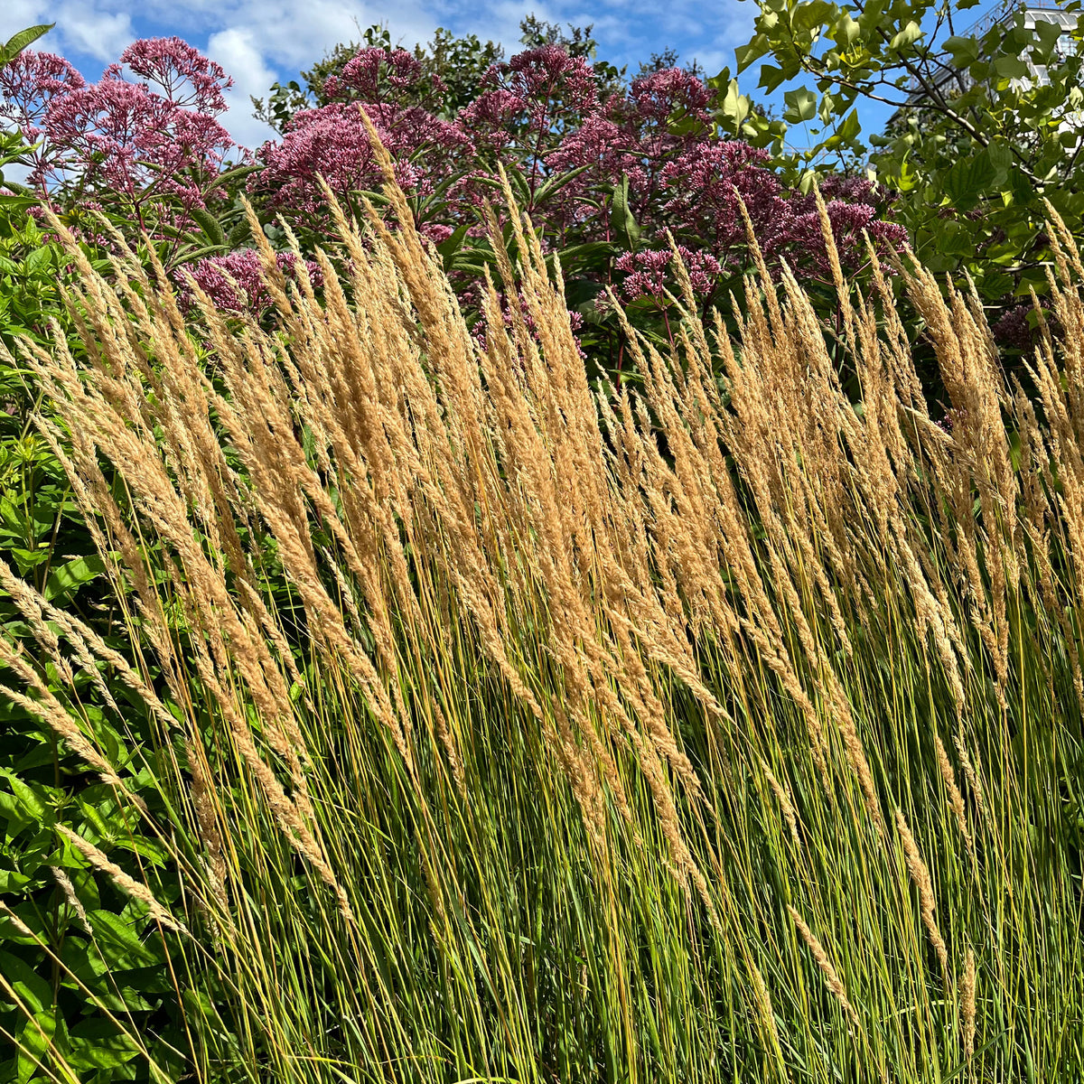 Calamagrostis x acutiflora Karl Foerster - Calamagrostide érigée Karl Foester - Graminées