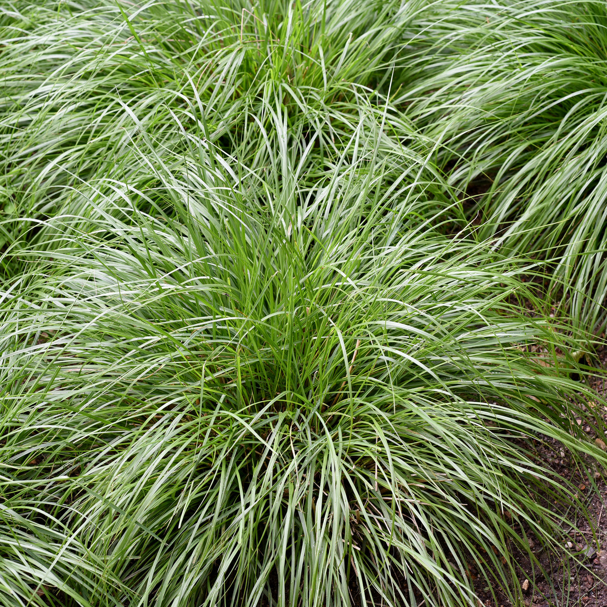 Laîche d'Oshima J.S. Greenwell - Carex - Carex oshimensis J.S. Greenwell - Bakker