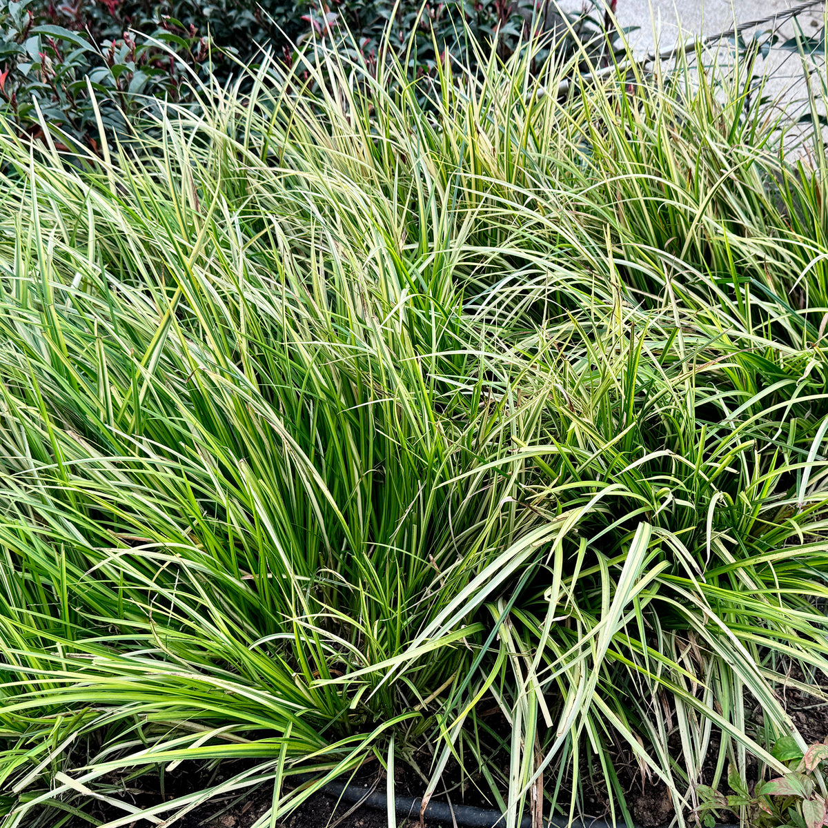 Laîche d'Oshima J.S. Greenwell - Carex - Bakker