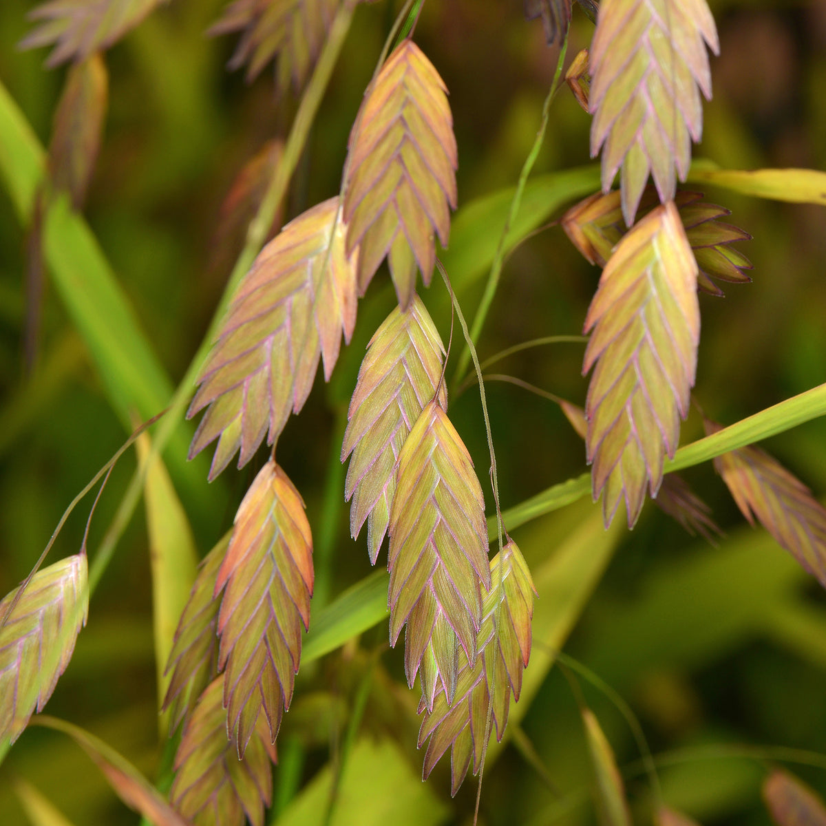 Vente Chasmanthe à feuilles larges - Chasmanthium latifolium