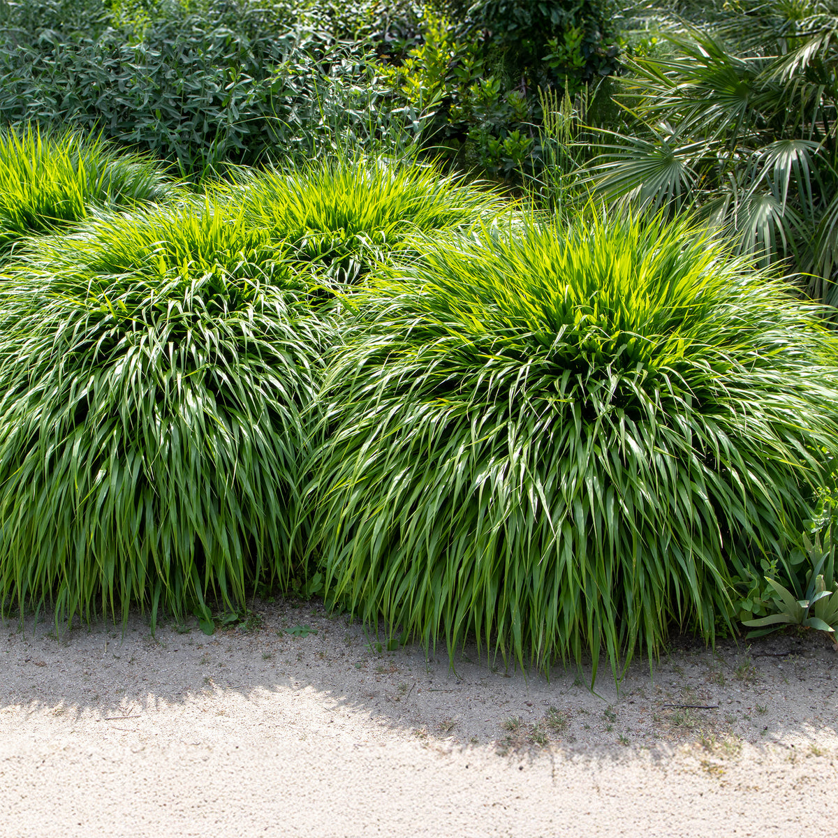 Herbe du Japon - Hakonechloa macra - Bakker