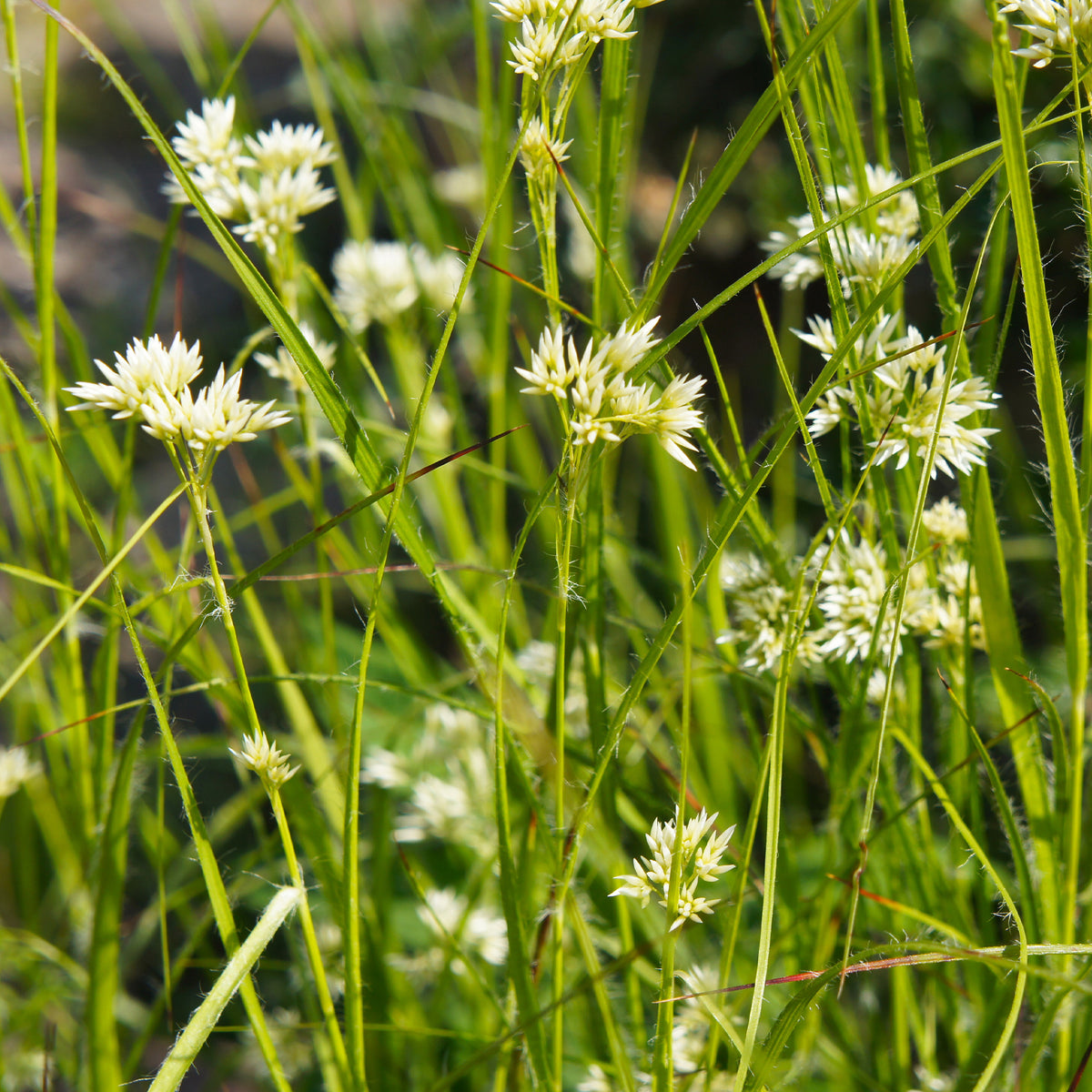 Luzula nivea - Luzule blanc de neige - Graminées