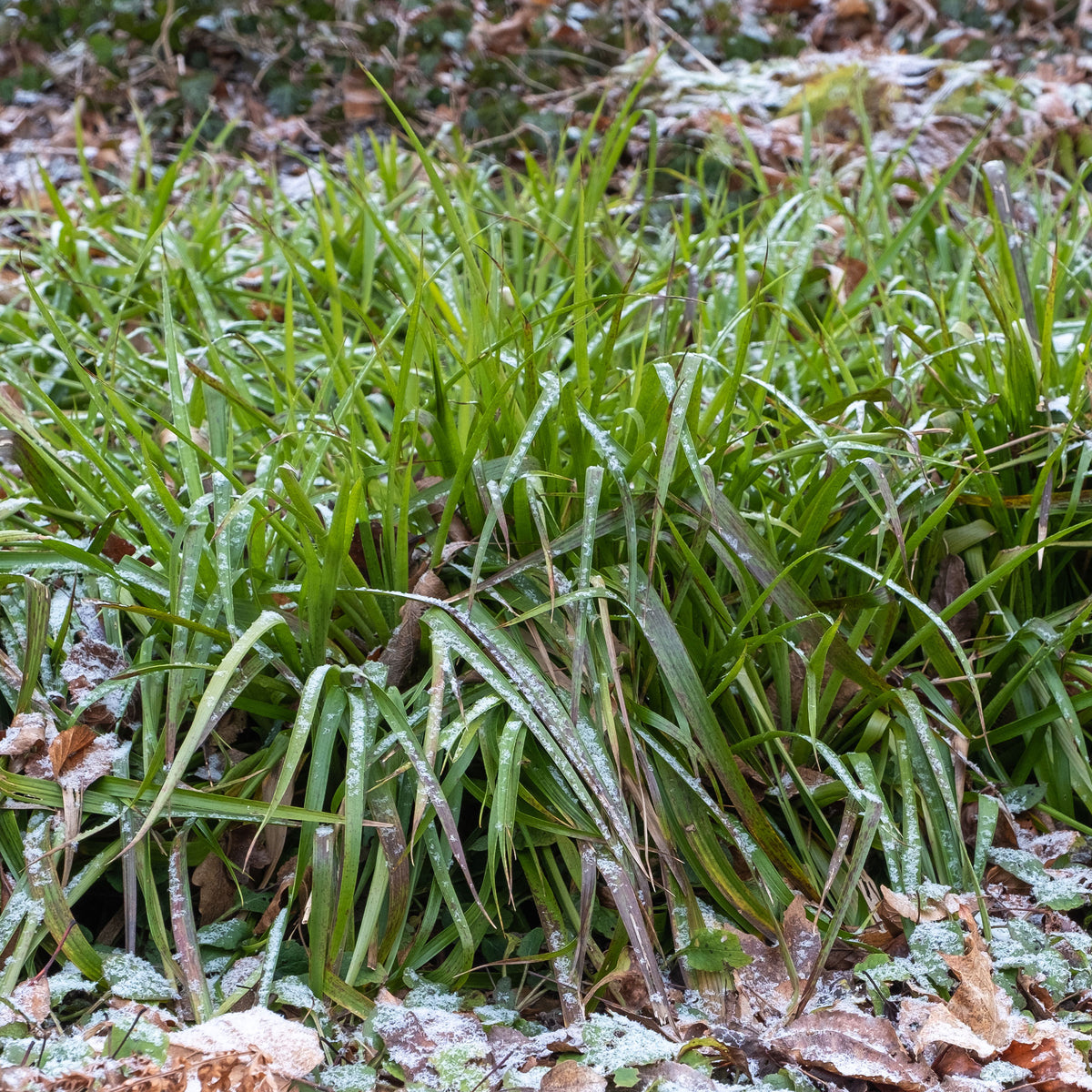 Luzule des bois - Luzula sylvatica - Bakker