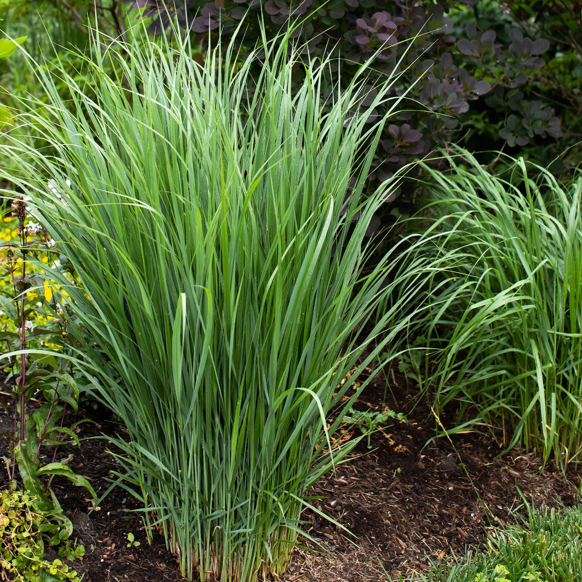 5 Vivaces pour prairie fleurie - Panicum virgatum,Sesleria autumnalis, Allium sphaerocephalon,Veronicastrum virginicum, Sanguisorba officinalis - Bakker