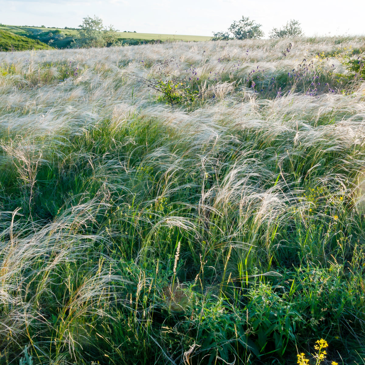 Stipa capillata - Stipe chevelu - Stipe