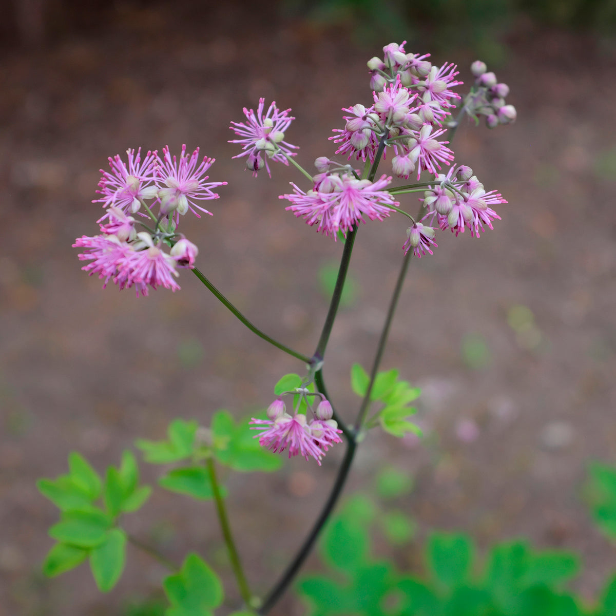Pigamon - Pigamon Black Stockings - Thalictrum black stockings