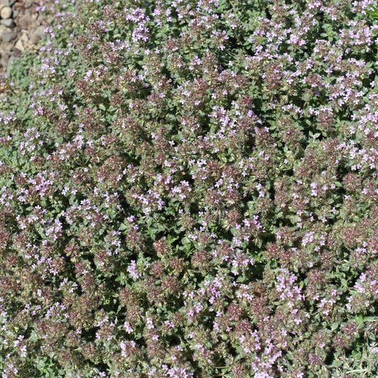 Thym précoce laineux - Bakker