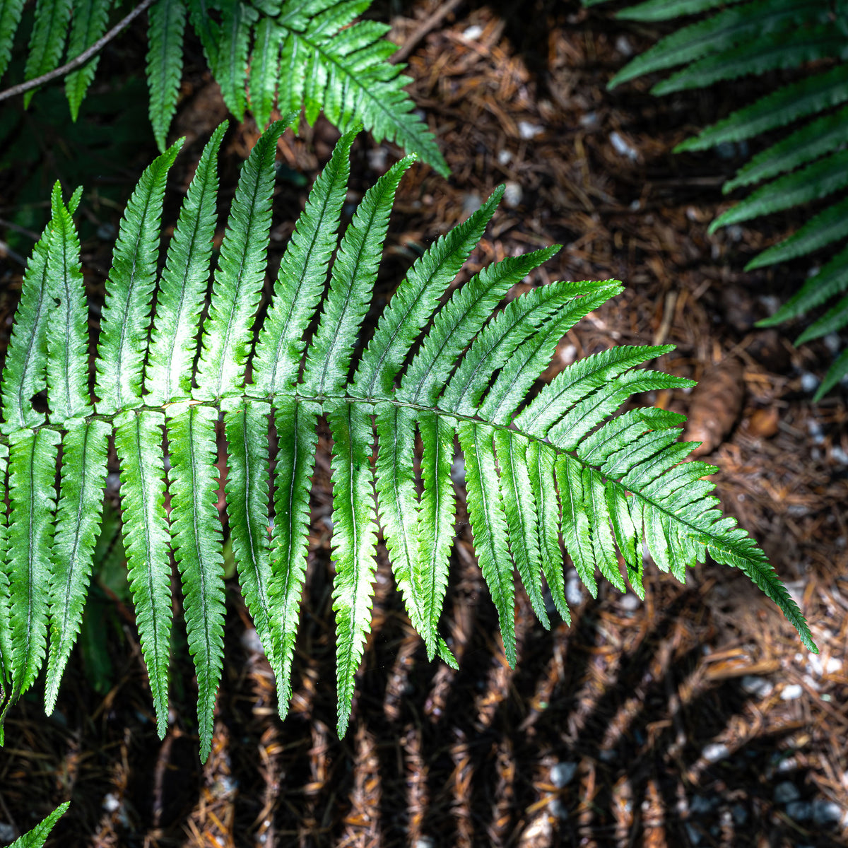 Dryopteris cycadina (atrata) - Fougère trompe-d'éléphant - Fougères